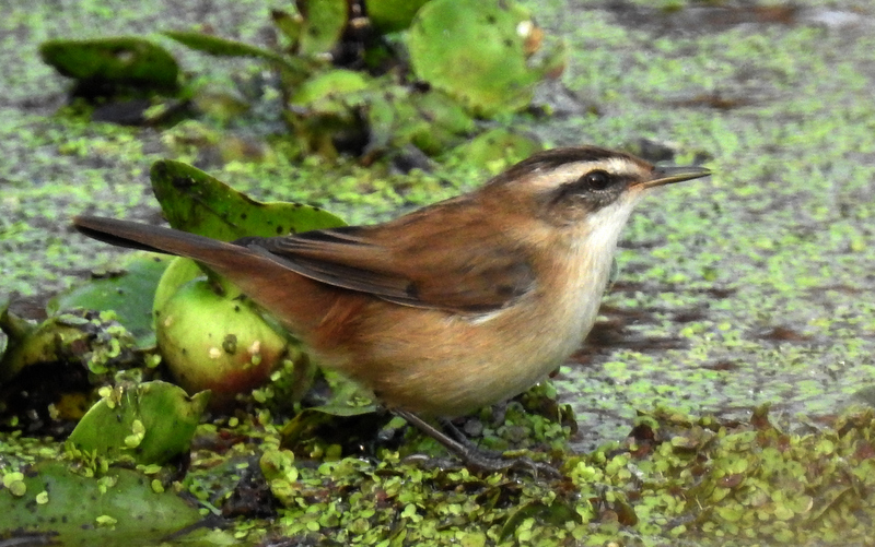 Moustached Warbler